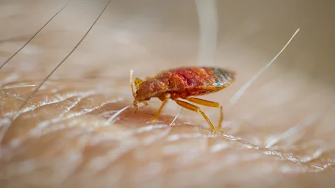 How to Get Rid of Bed Bugs in Bridgend Flats & Apartments 1 how to get rid of bed bugs in bridgend flats and apartments 1